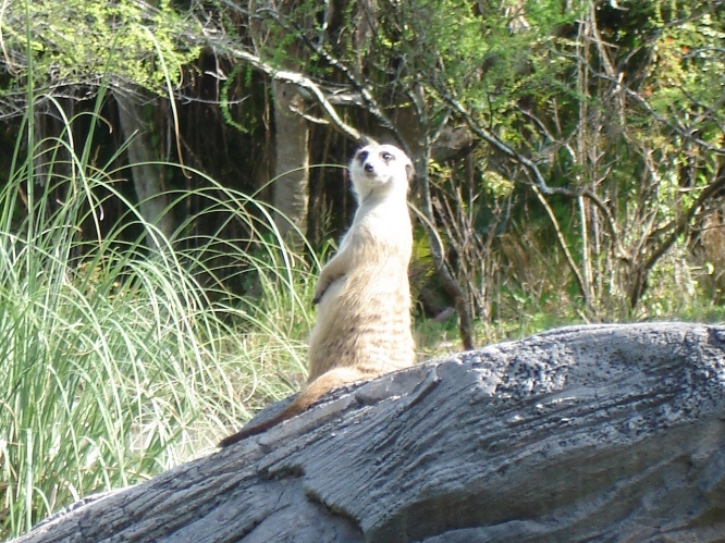 Meerkat