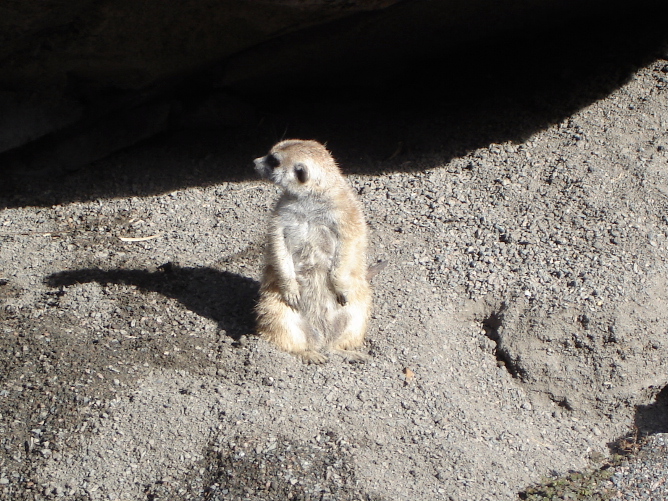 Meerkat