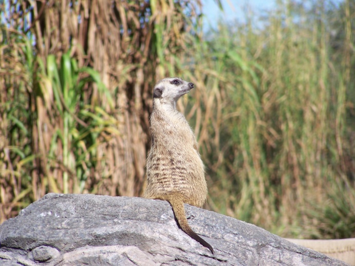 Meerkat