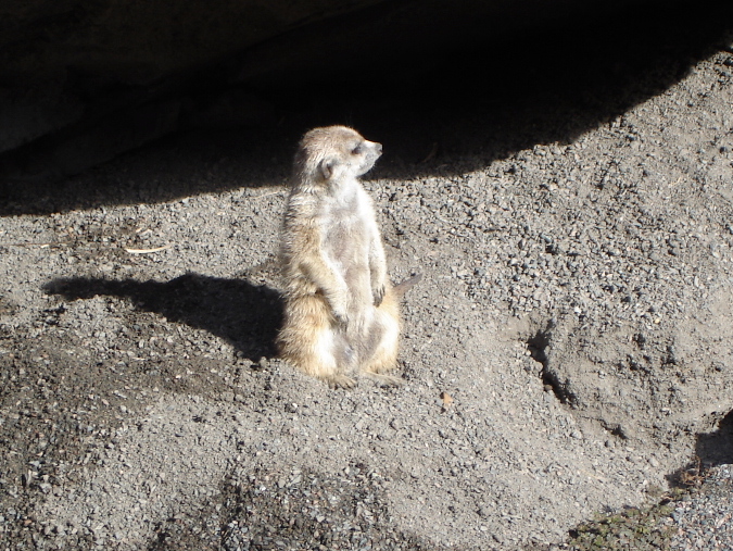 Meerkat