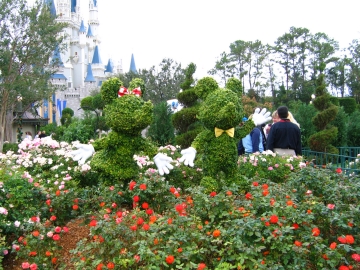 Mickey and Minnie shrub