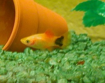 Mickey Mouse Platy Fish
