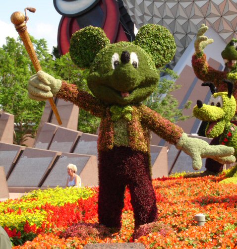 Mickey topiary