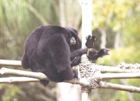 mickey_bar_monkeys_sm