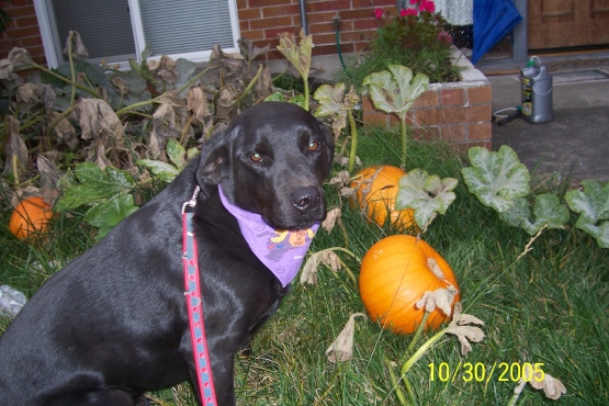Mikey_Side_Pumkins_1a