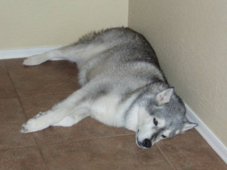 Misha