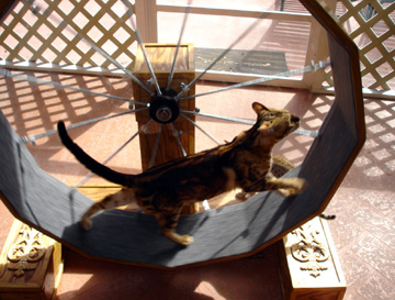 mitichie_f2_exercise_wheel