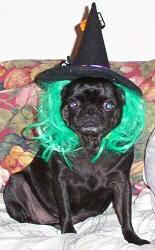 Molly-Witch