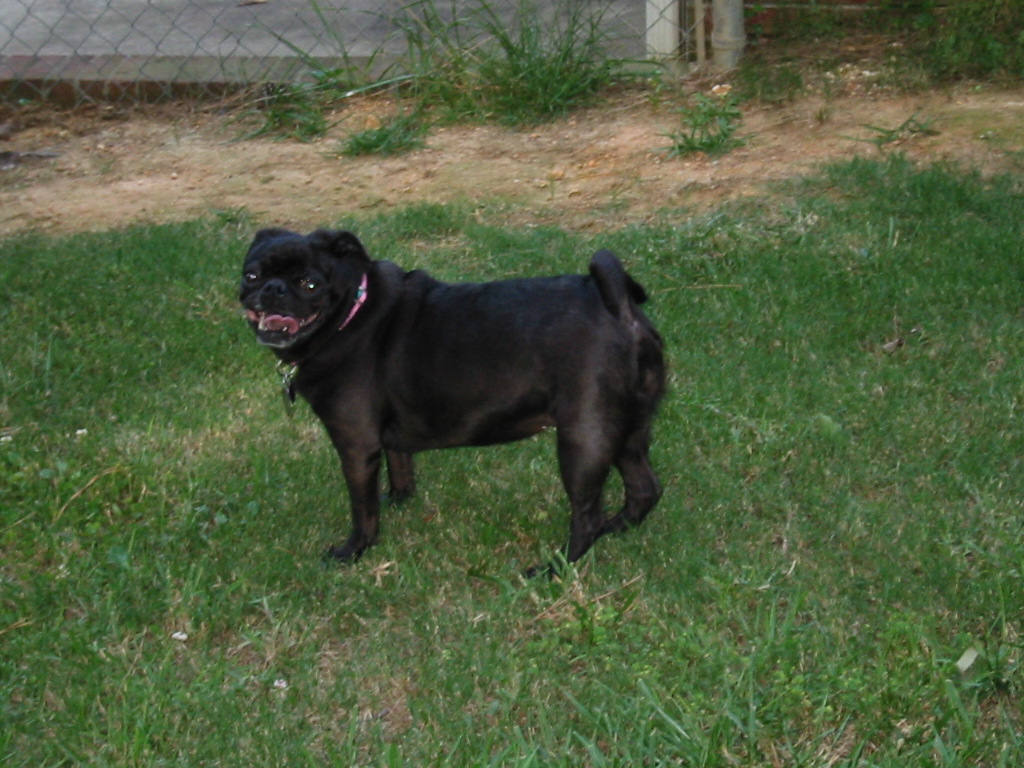Molly1