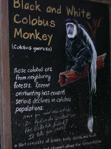monkey