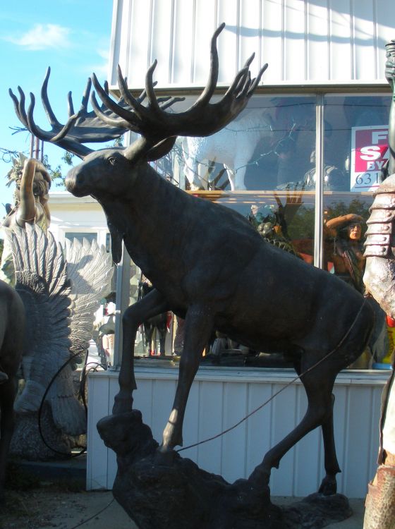 Moose