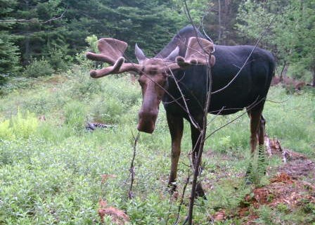 moose_pics_001