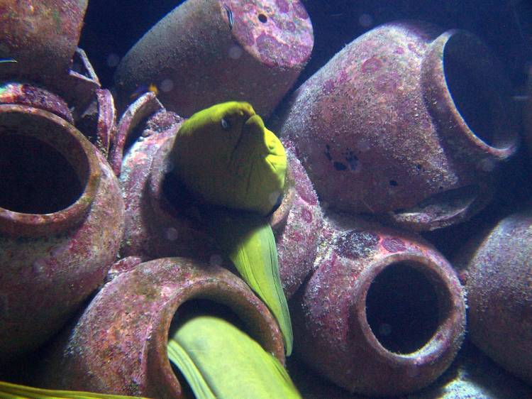 Moray eel.