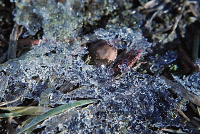 More ice