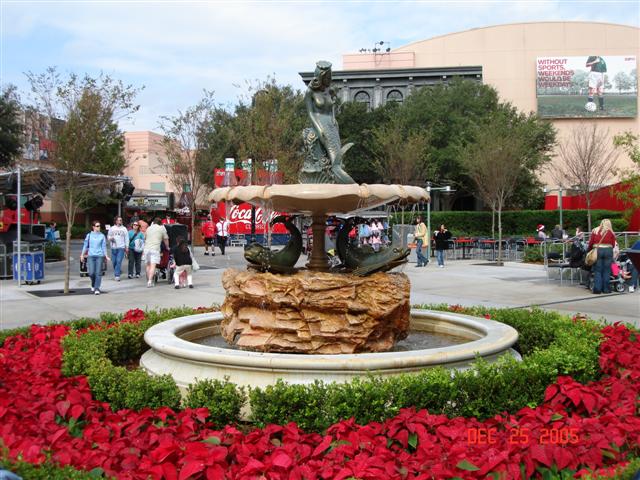 More Poinsettias