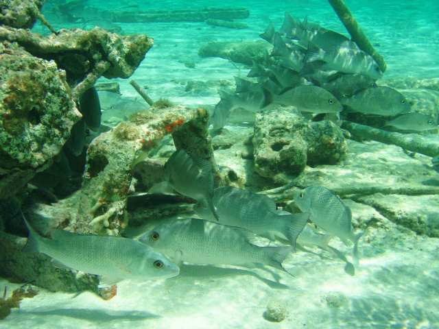 More Serenity Bay Fish