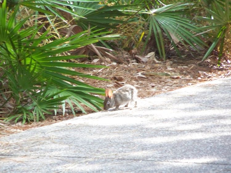 More wild life at Port Orleans Riverside