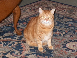 morris