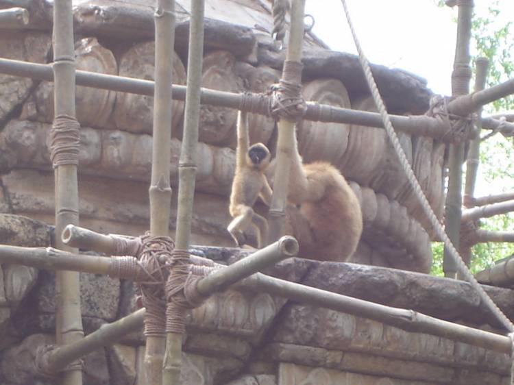 Mother and Baby Gibbon