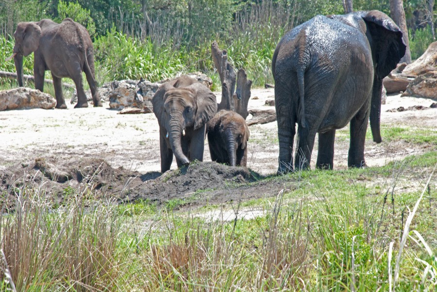 Mother_and_Baby_Animal