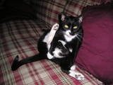 my cat