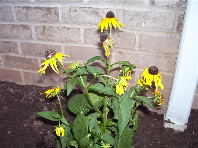My dead flowers