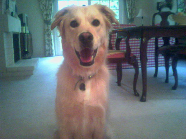 My dog Jake