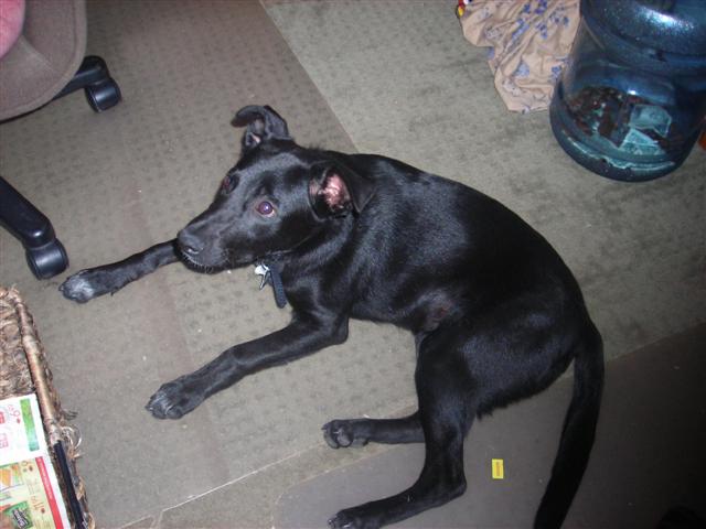 My new pup, Lucky