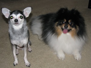 My Pets