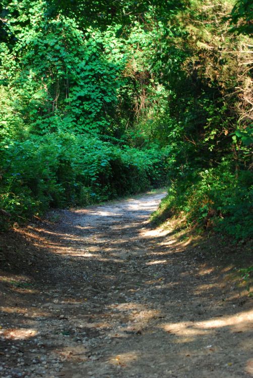 Nature_Trail