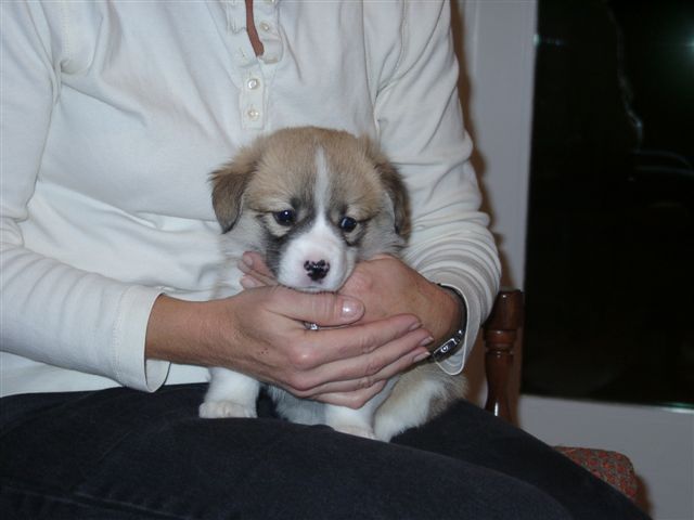 New puppy, Ella, 5 weeks