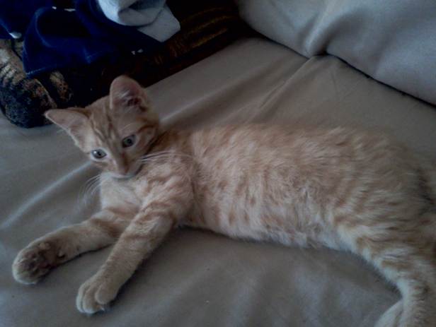 New_Kitty_smaller_pic