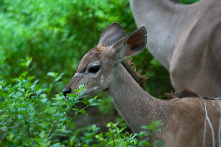 Newborn Bongo 1