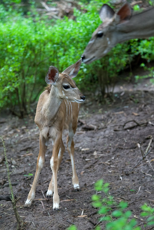 Newborn Bongo 2