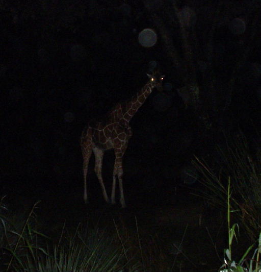 Nighttime Giraffe Closeup