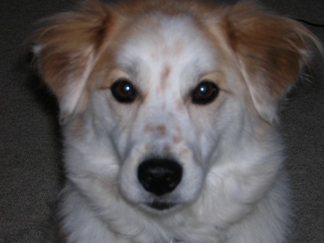 Nika Doggie