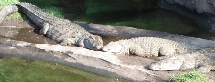 Nile Crocodile