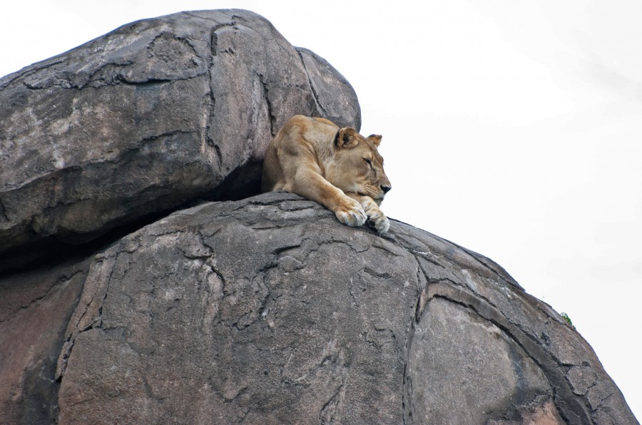 Nobility5