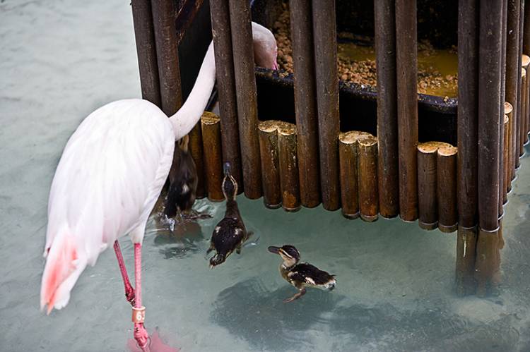 Not baby flamingoes