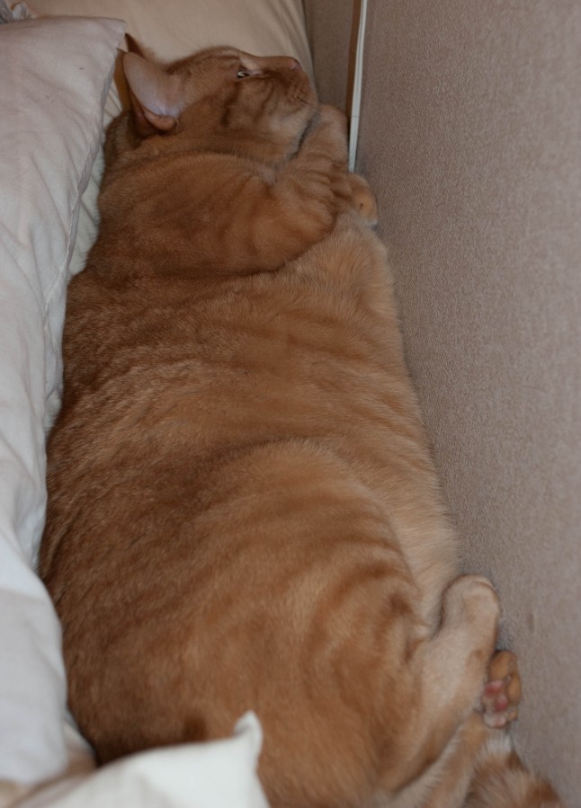Not_enough_room_to_swing_a_cat