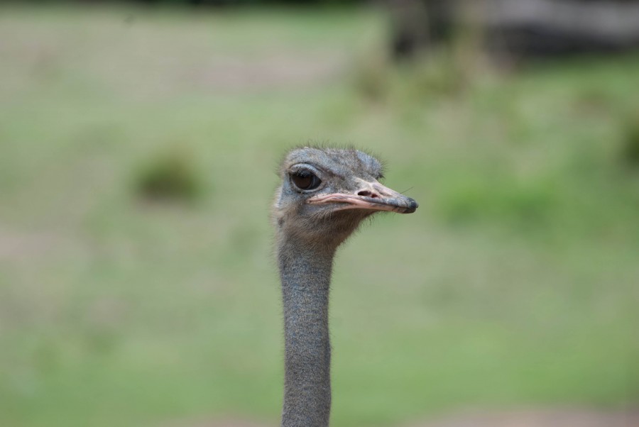O_Animal4
