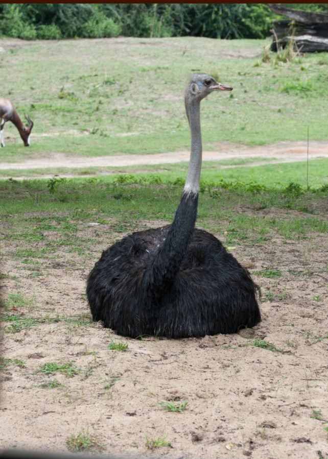 O_Animal_3