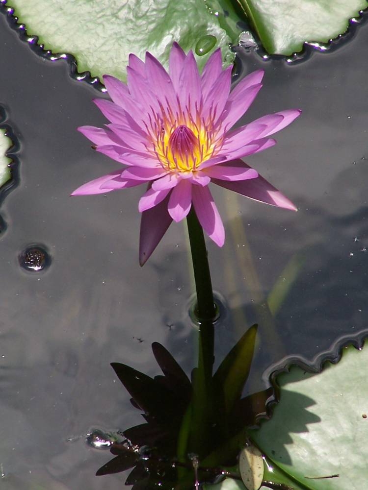Obligatory flower shot.