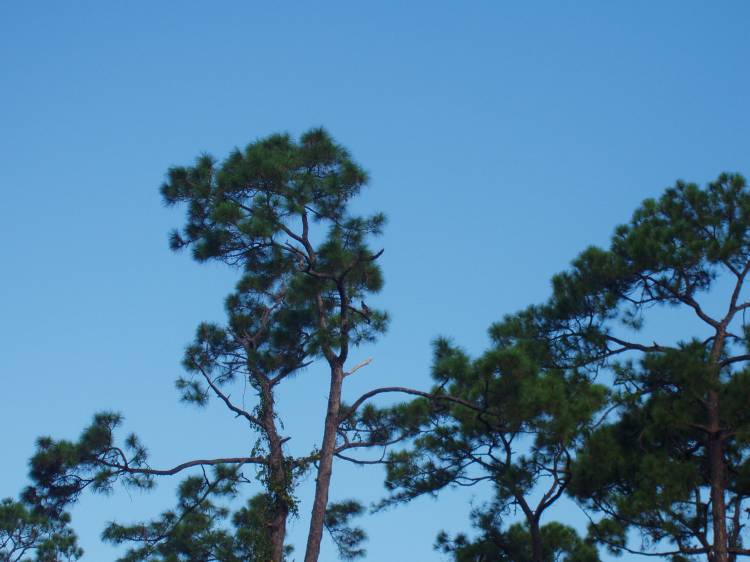 OKW Walkway - Treehouse Villas