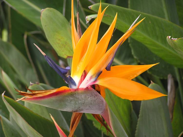Old Key West beauty