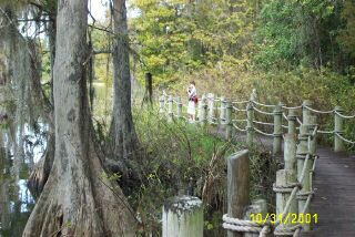 Old Swamp