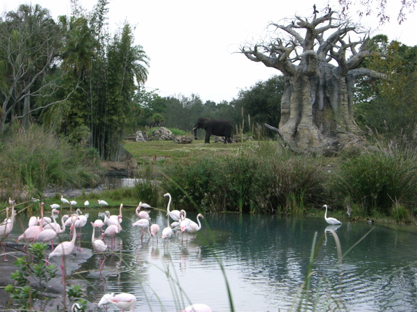 On safari ride
