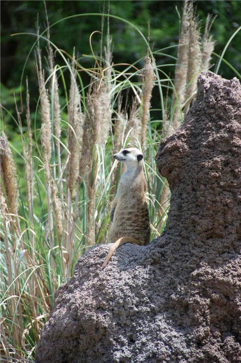 On Watch!