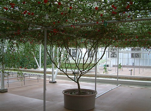 One Big Tomato Plant