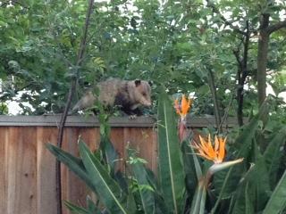 Opposum